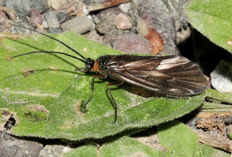 Tricottero scuro - Oligotricha striata